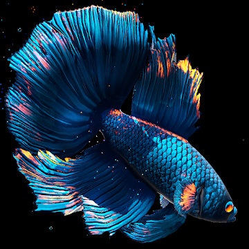 Get Betta Fish Live Wallpaper Free For Free Review Official Download Links 120search Net